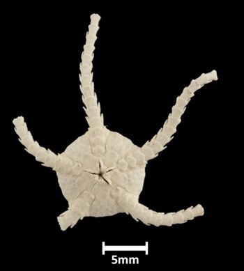 Media type: image; Invertebrate Zoology OPH-321 Aspect: ventral